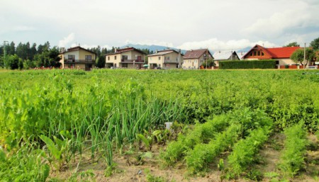 Úrodná zem na trávnikoch prináša každoročne bohatú nádieľku vitamínov pre obyvateľov
